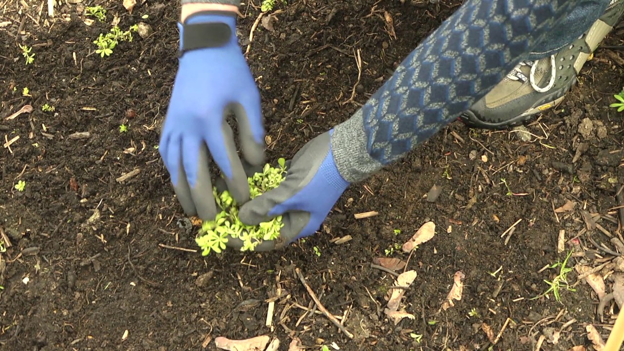 Dealing with weeds