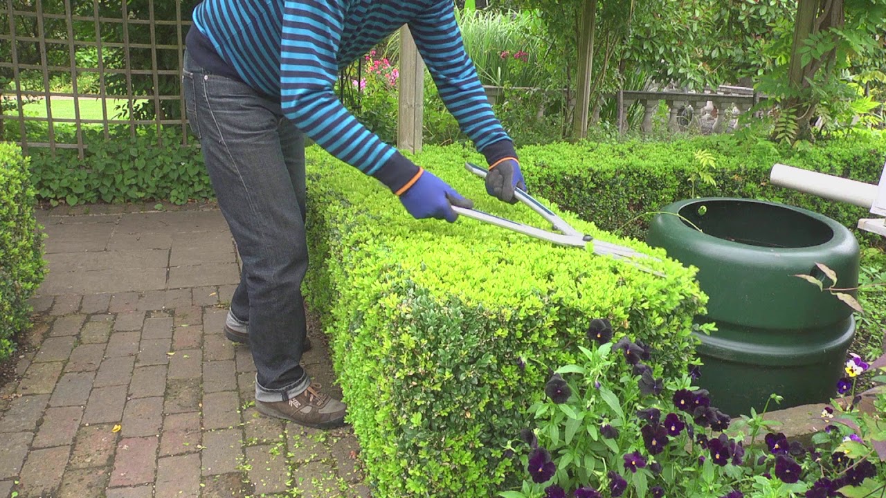 How to trim hedges