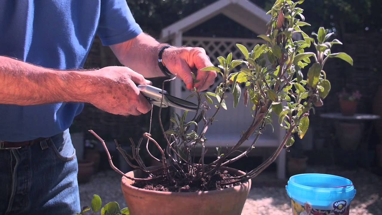 Trim Straggly-Looking Plants