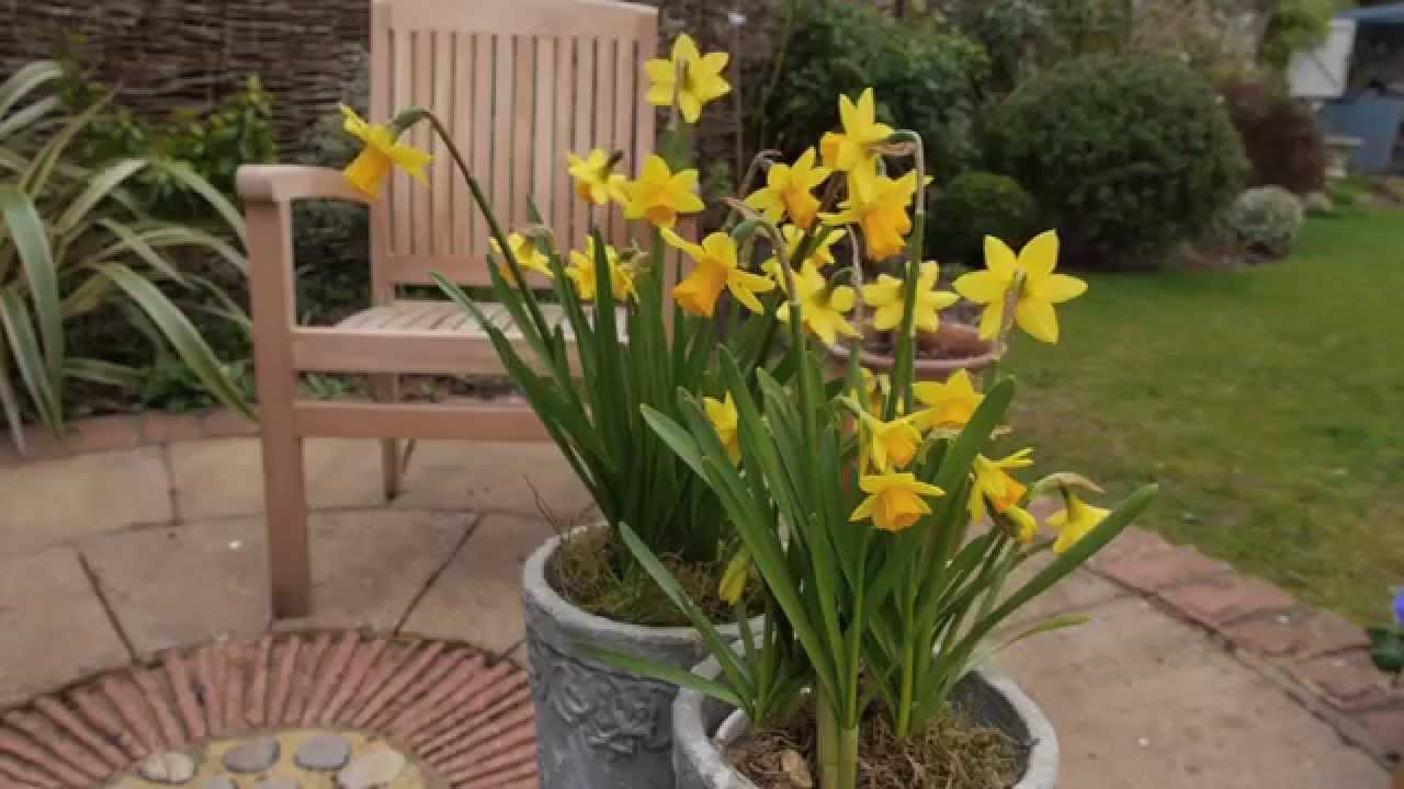 Brighten up Your Patio with Pot Plants