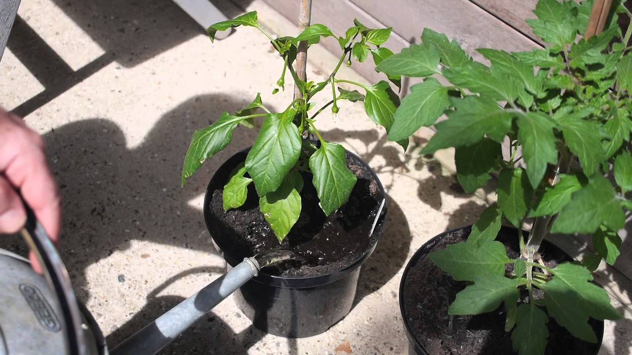 Grow Your Own Vegetables
