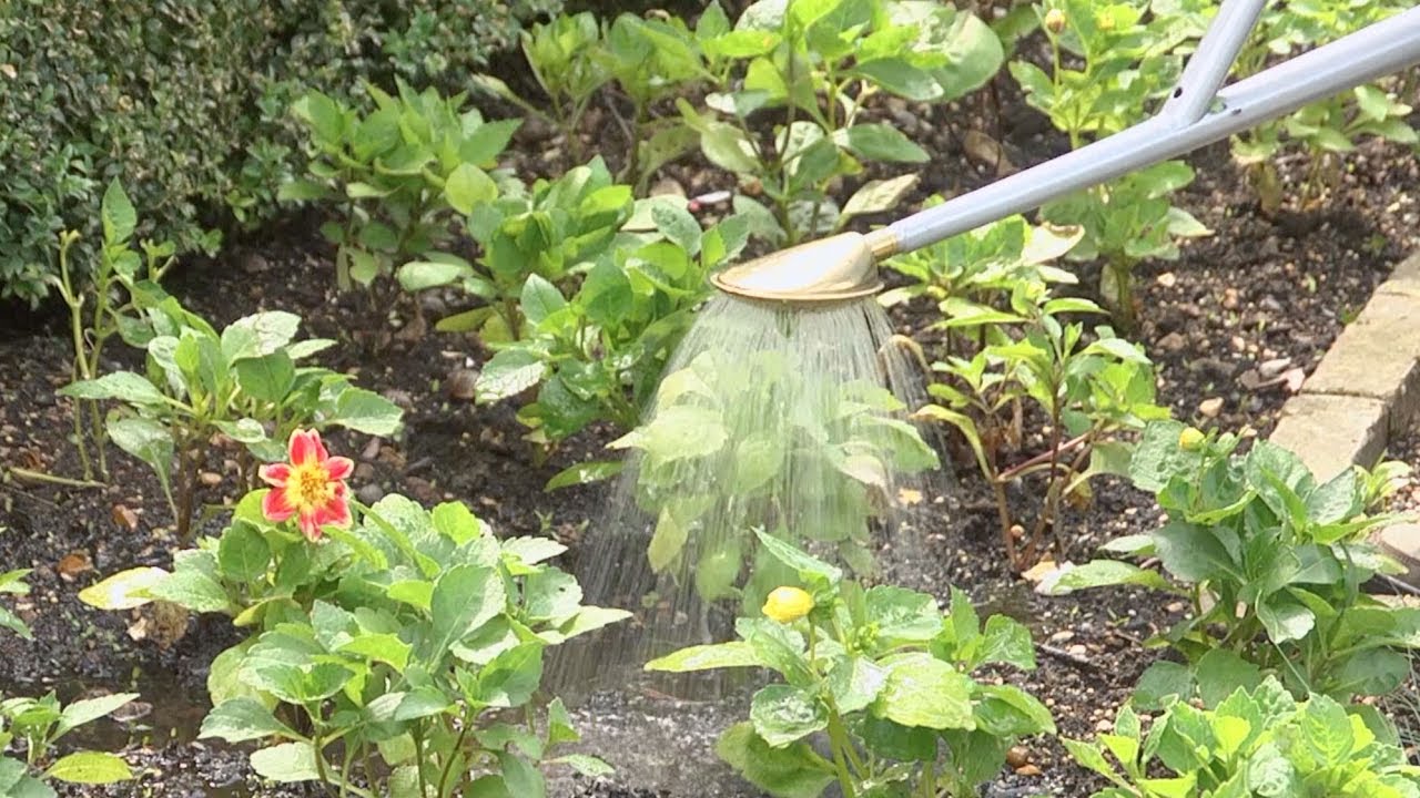When and how to water your plants