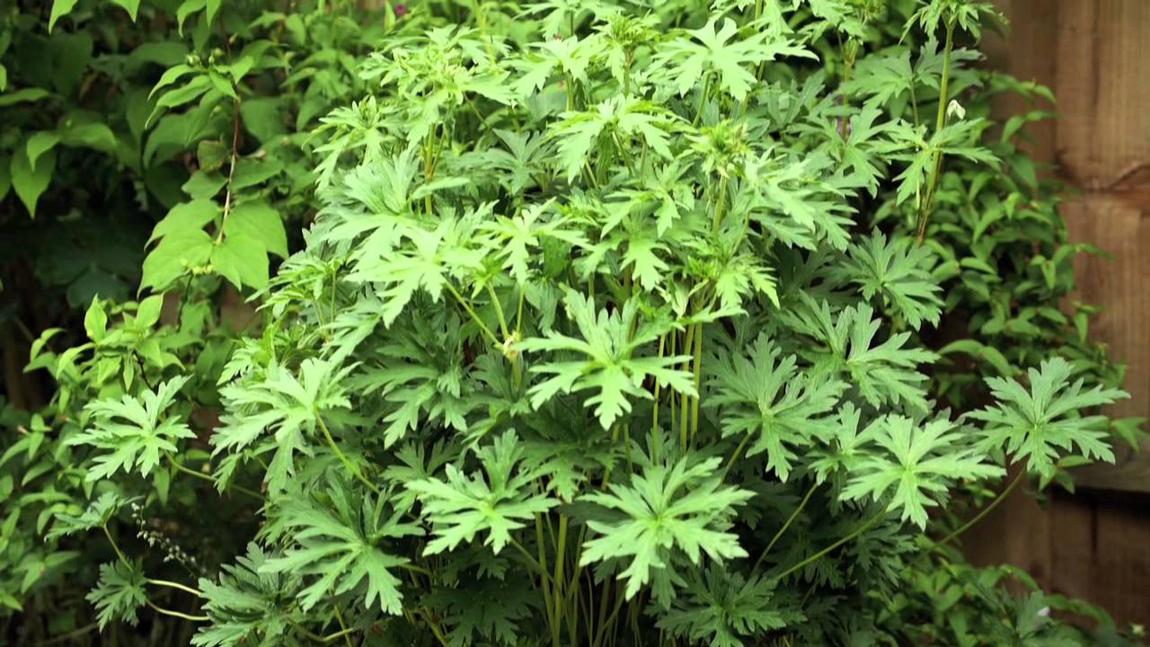 How To Support Taller Plants