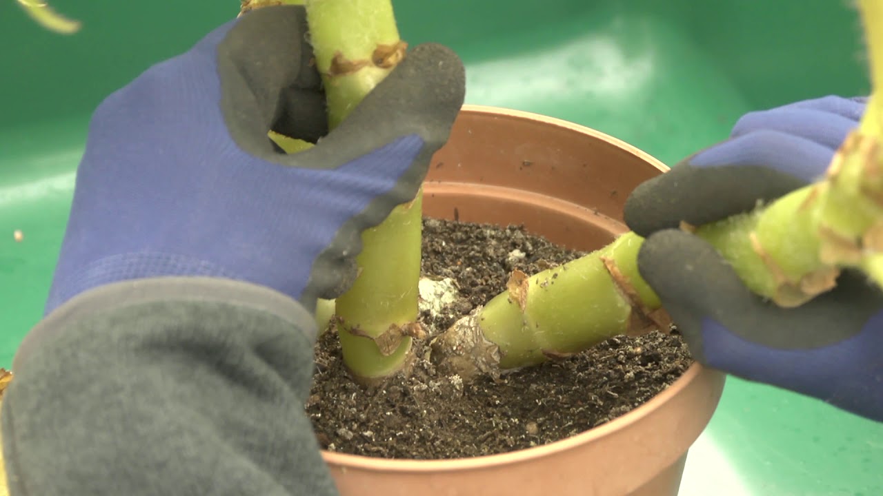 Storing begonia tubers