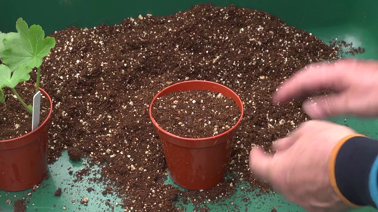 Propagating perennial bedding plants