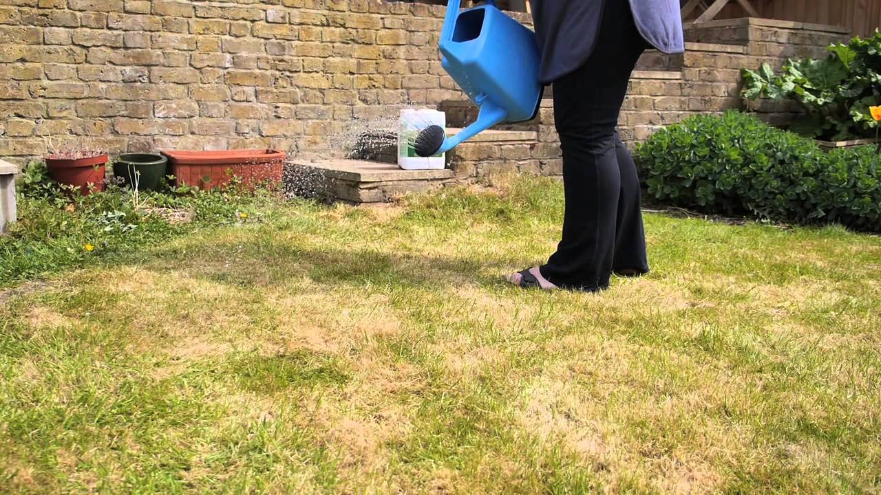 Feed your Lawn
