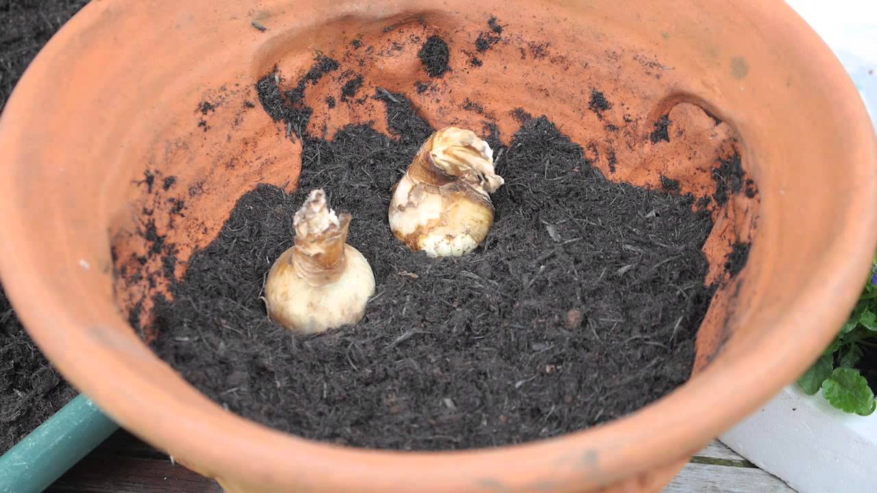 terrarium plants sale Ready-to-Gift Terrariums
