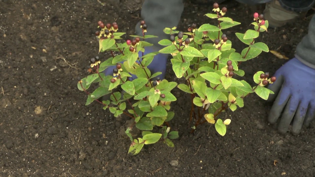 Container grown shrubs