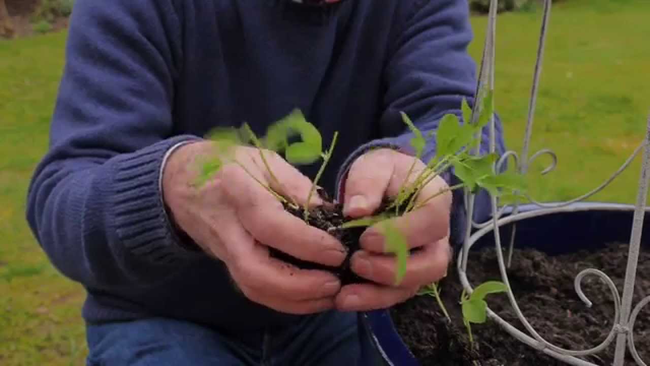 How to Grow Sweet Peas