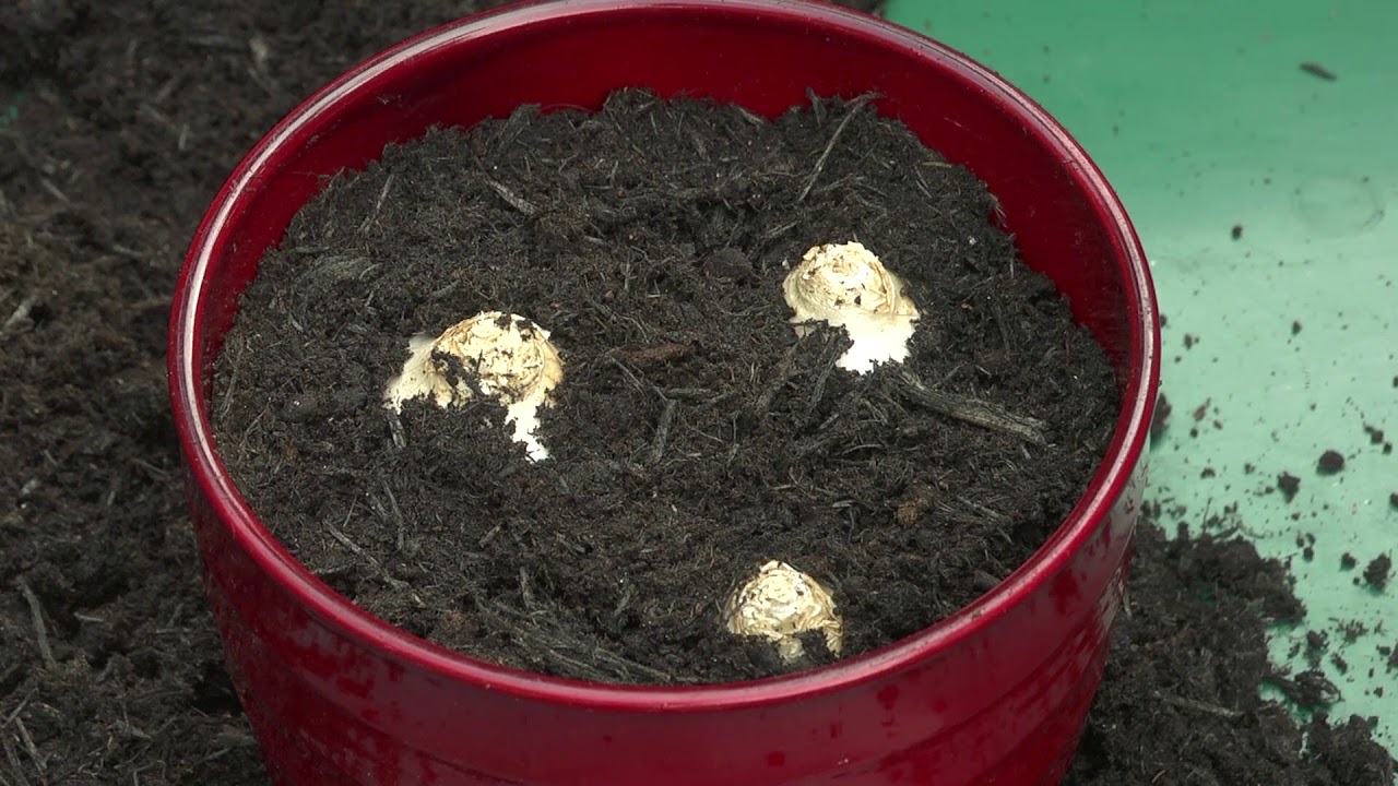 Planting indoor bulbs for forcing