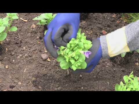 Planting out summer bedding