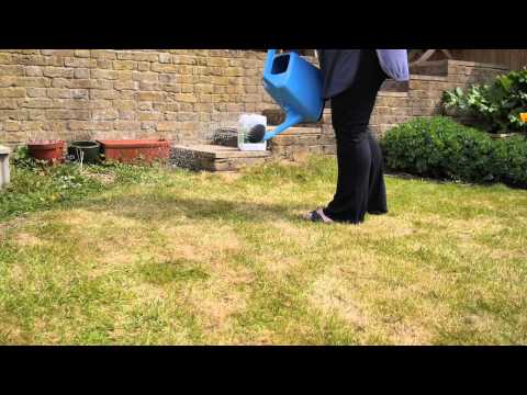 Feed your Lawn