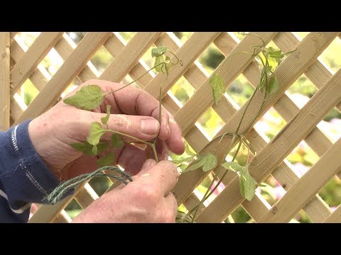 How to tie back and train climbing plants