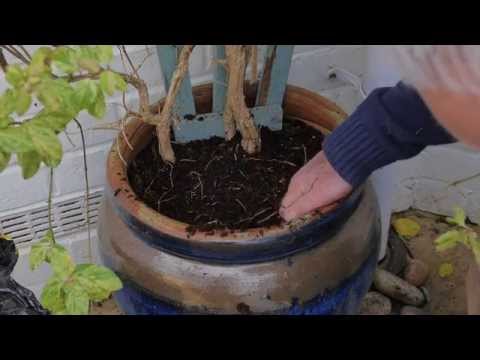 How to Top Dress Plants