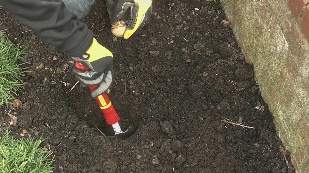 Planting spring flowering bulbs