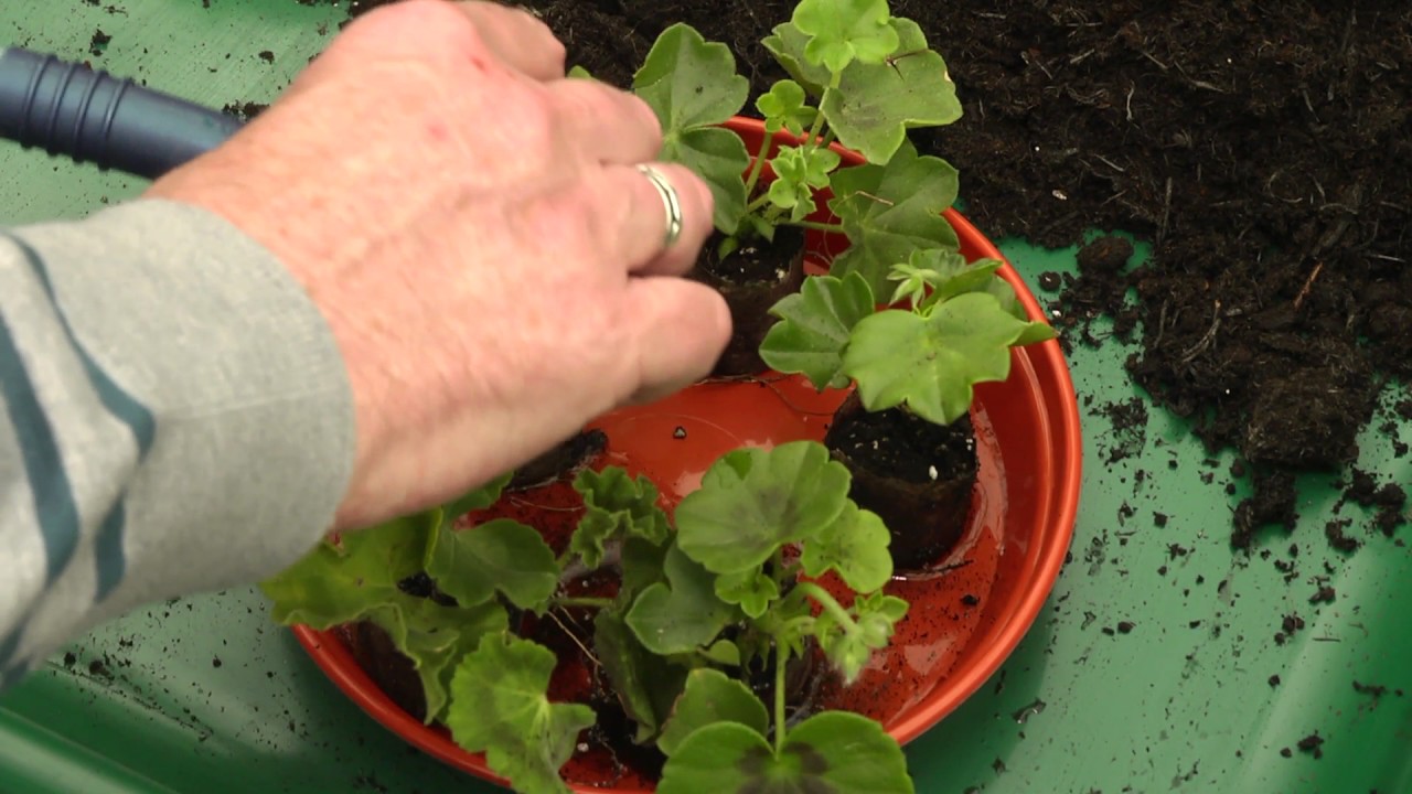 Potting on plug plants