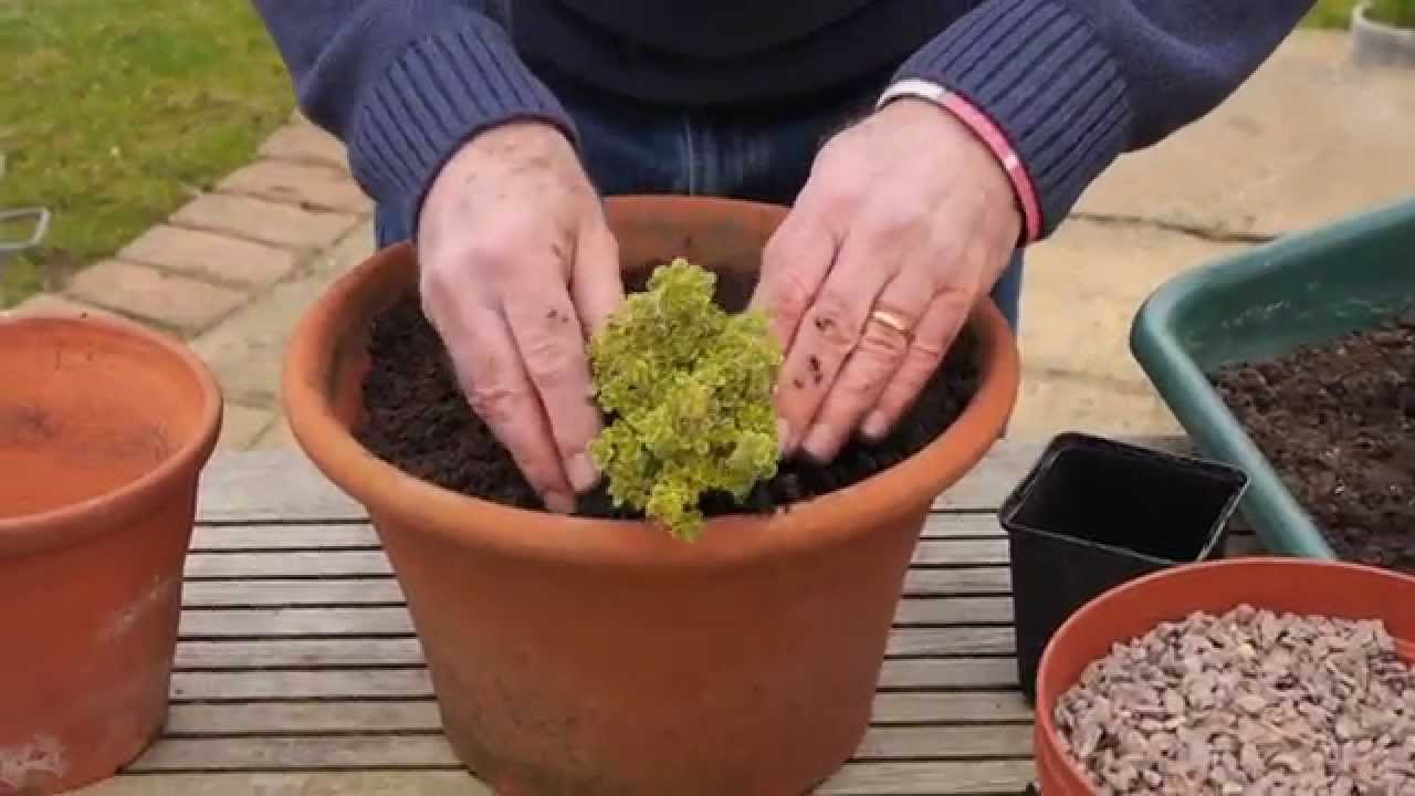 How to Pot a Herb Planter