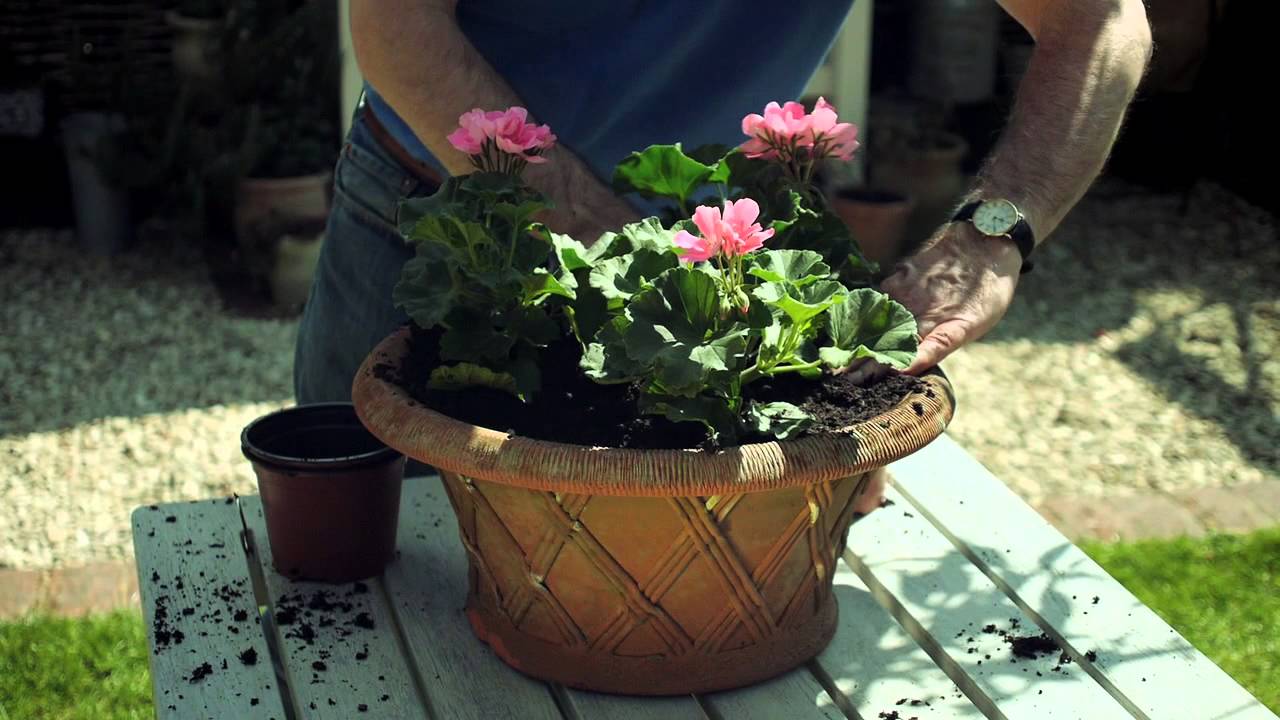 Plant out Summer Bedding