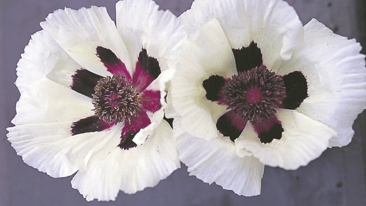 Tidy up spring-flowering perennials