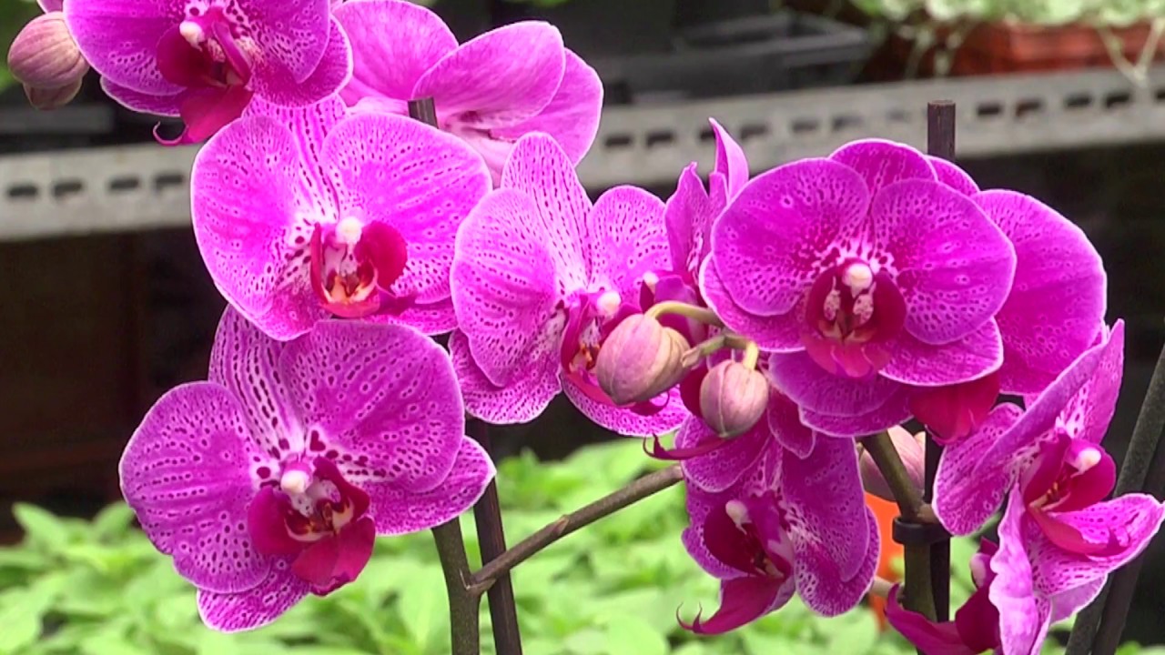 Caring for orchids