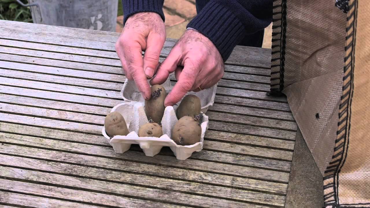Grow Your Own Potatoes