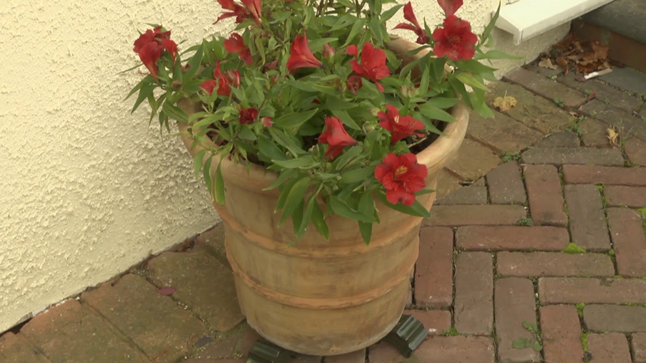 Protecting plants in winter