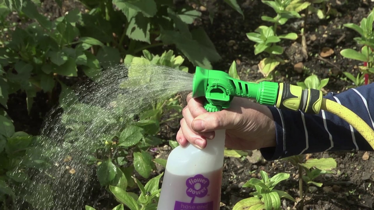 How to care for your summer bedding plants