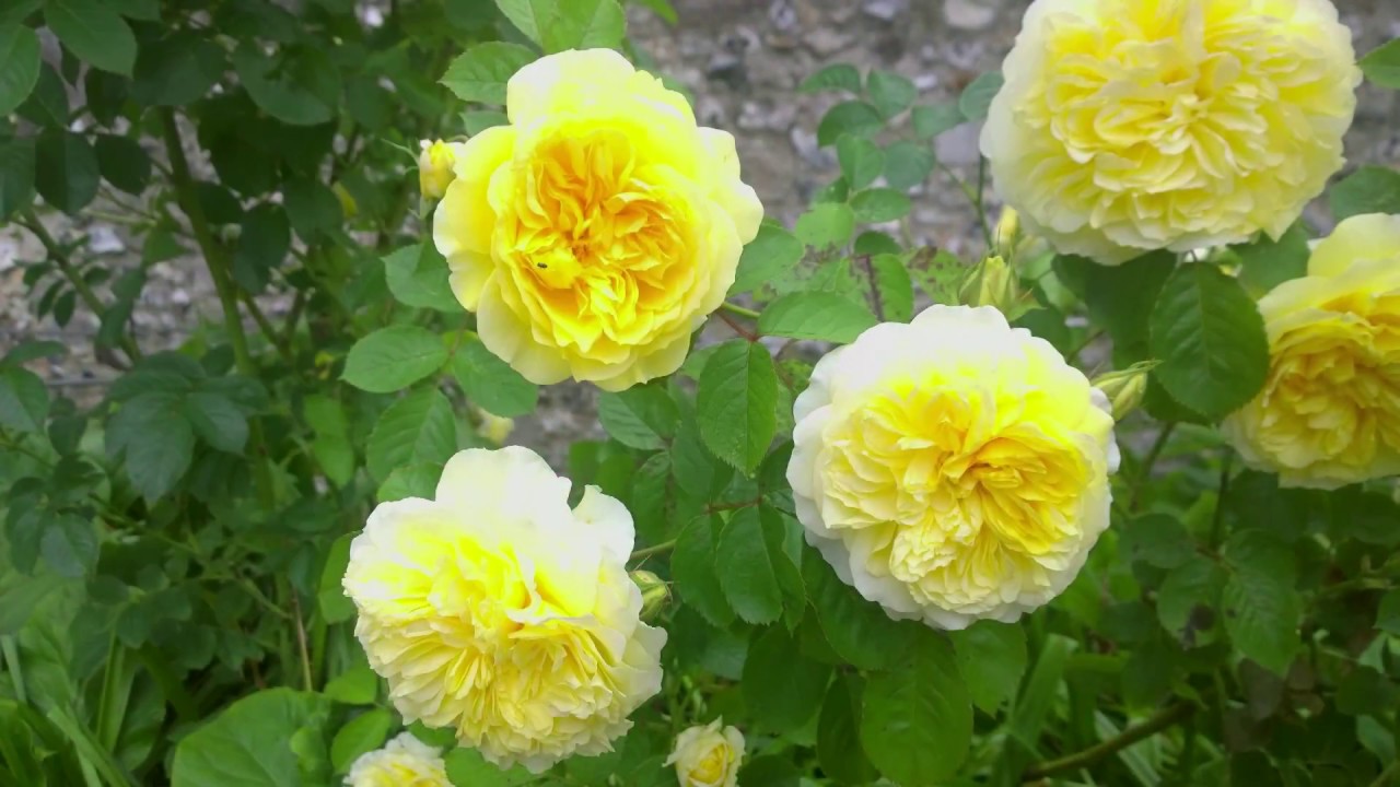 Autumn rose care - Richard Jackson Garden