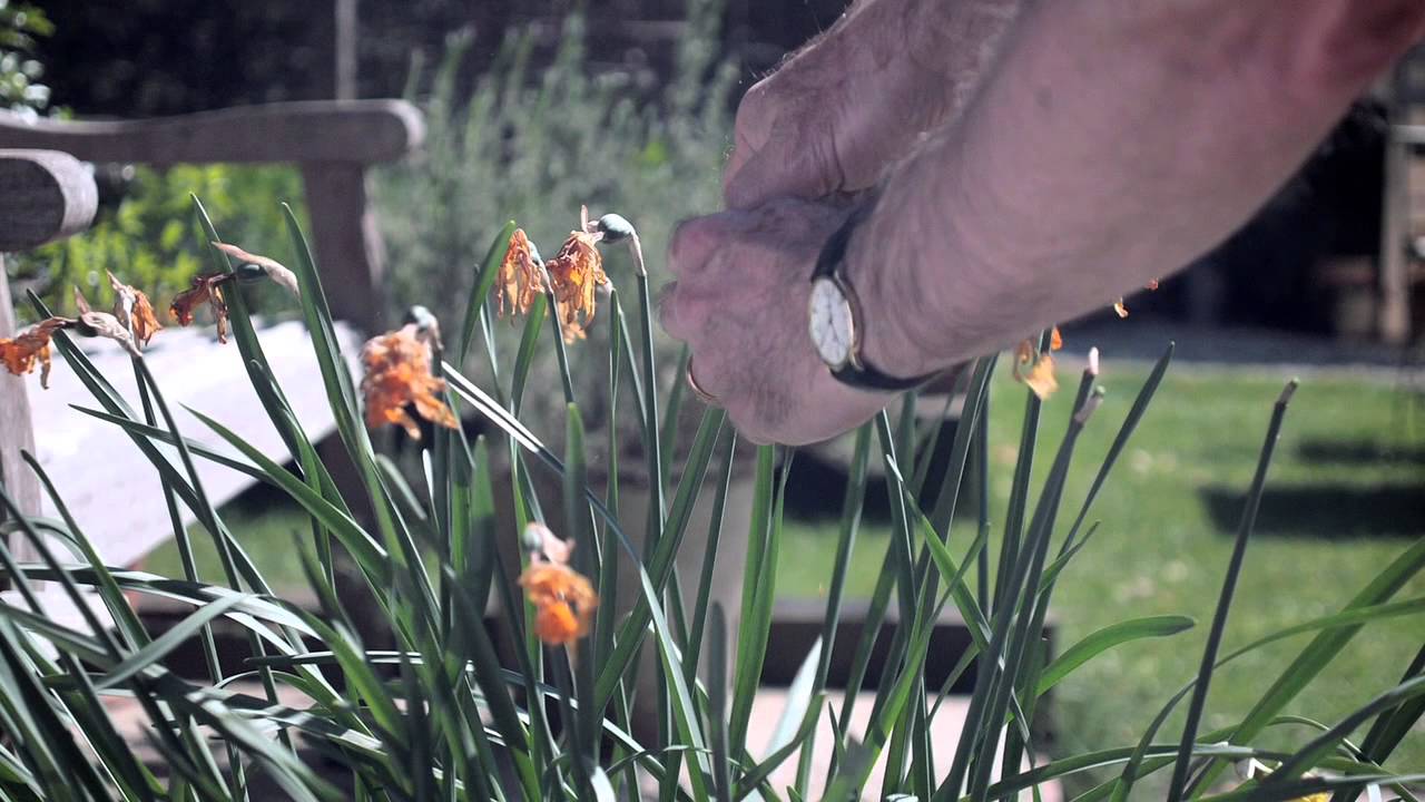 Boost your Daffodils