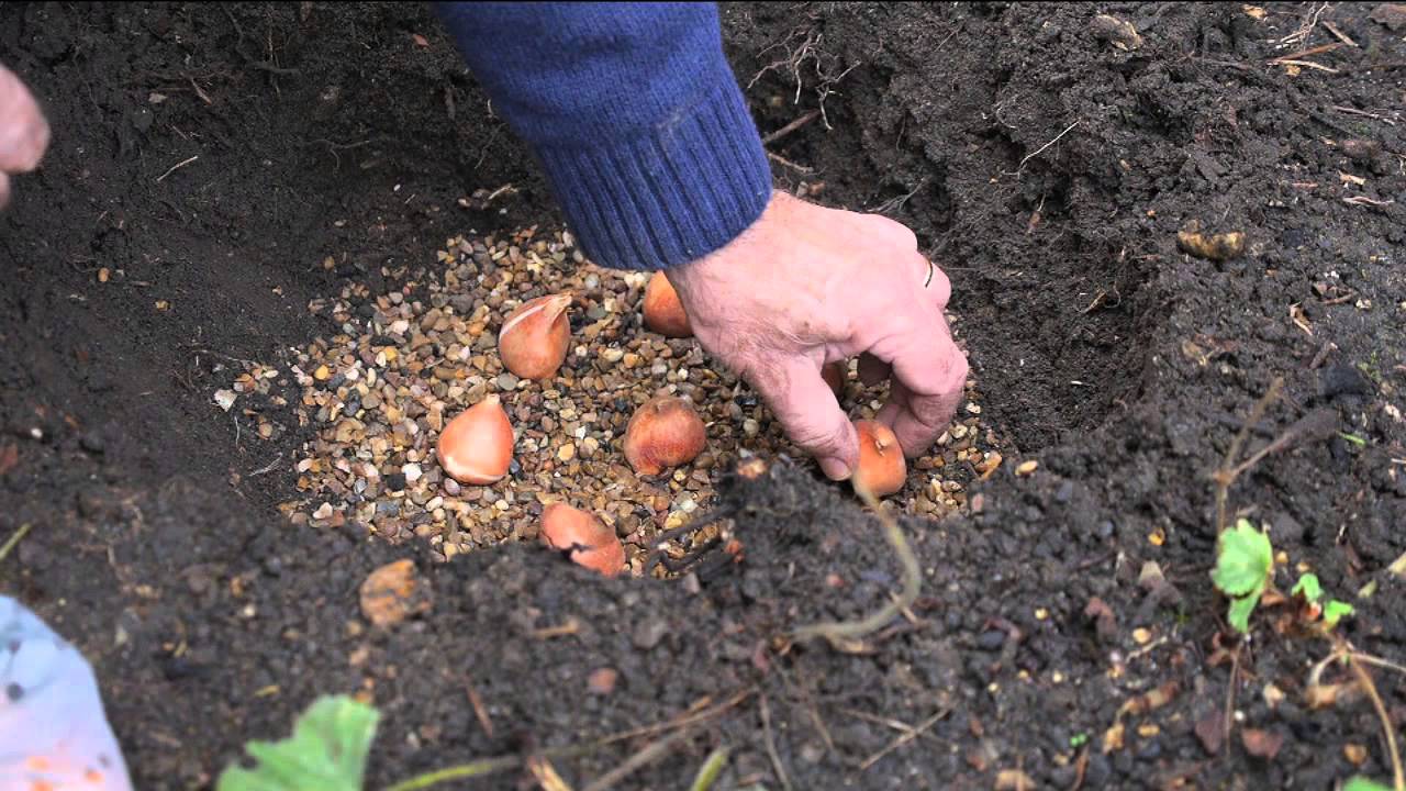 Tulip Planting Tips