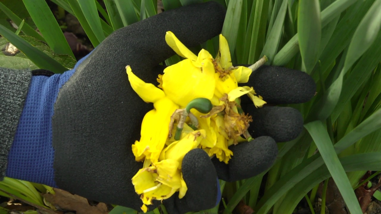 Care for spring-flowering bulbs after flowering