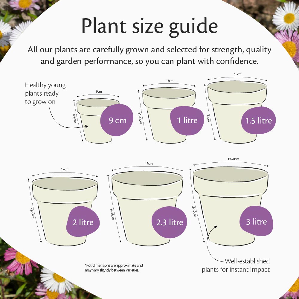 Plant size guide showing pot sizes and dimensions.