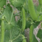 Fresh peas