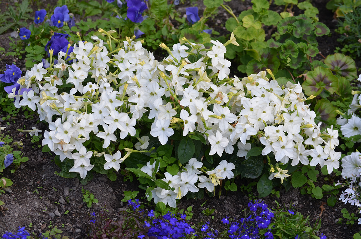 Nicotiana