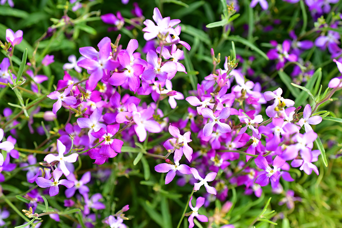 Night scented stocks (Matthiola)
