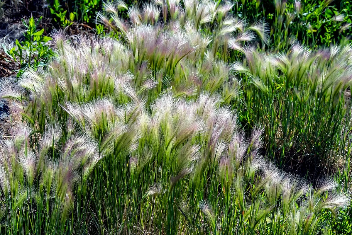 Hordeum jubatum