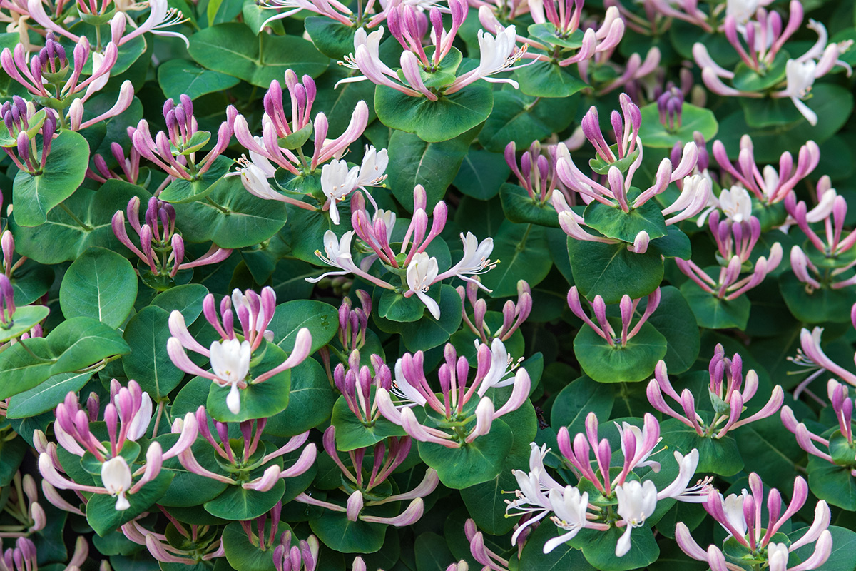 Lonicera caprifolium