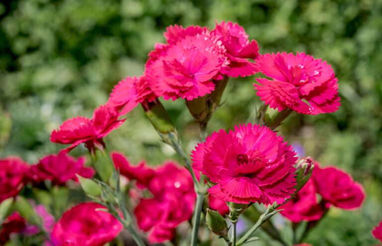 Dianthus caryophyllus