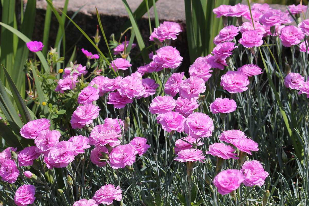 Dianthus plumaris