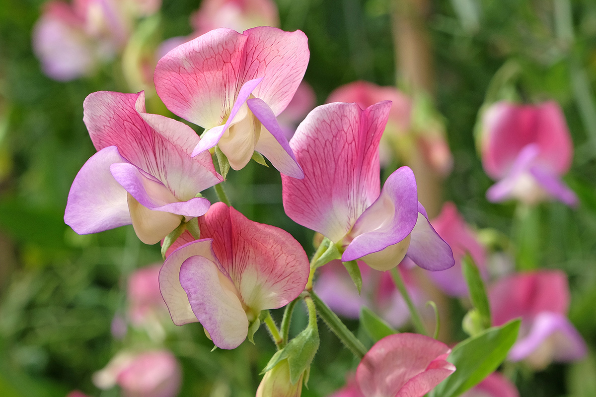 Lathyrus odoratus 'Spanish Dancer'
