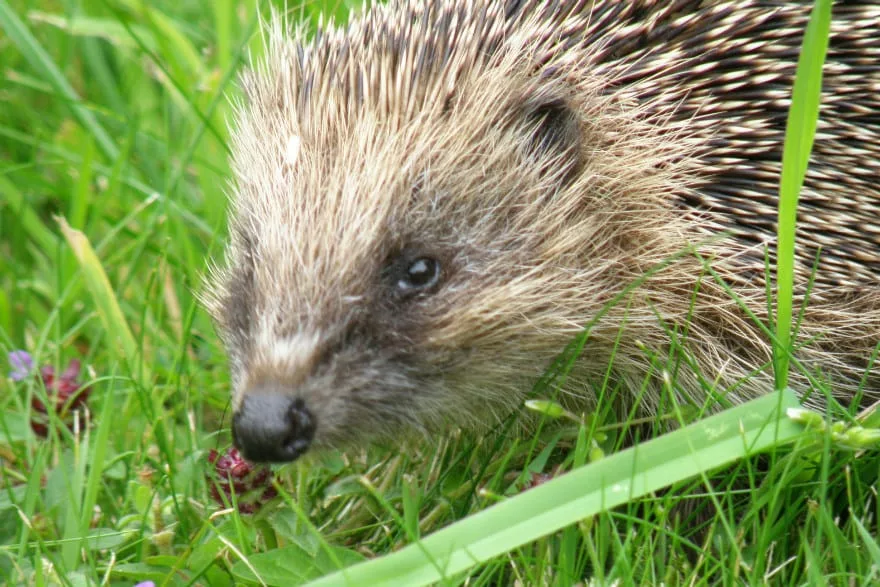 Hedgehog