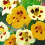 Nasturtium Ladybird Mix