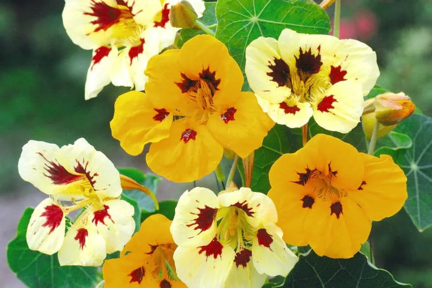 Nasturtium Ladybird Mix