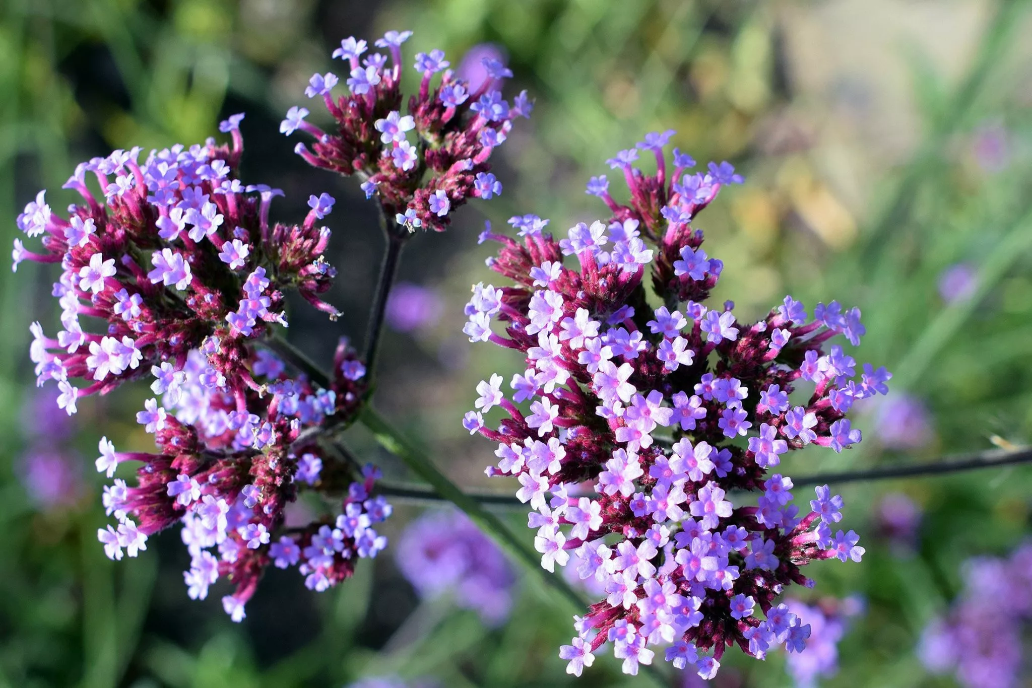 Verbena Bonariensis