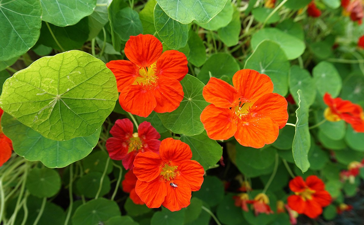 Nasturtium orange