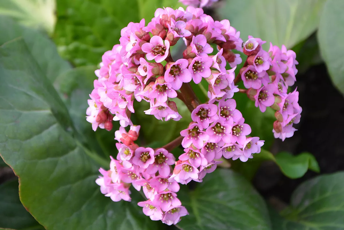 Elephant's Ears (Bergenia)
