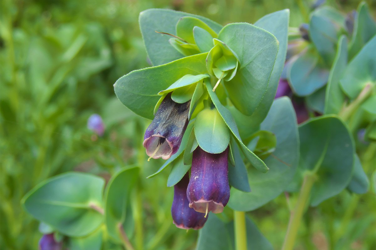Honey wort (Cerinthe major)