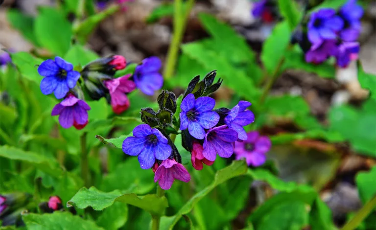 Pulmonaria (lungwort)