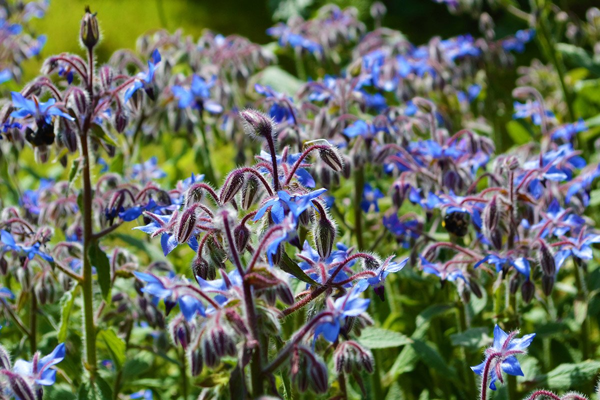 Borage