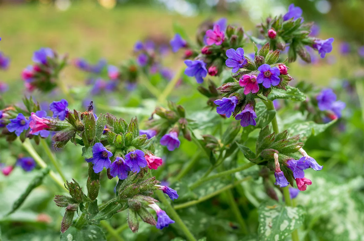Lungwort (Pulmonaria)